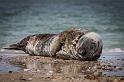 30 Dune, zeehond